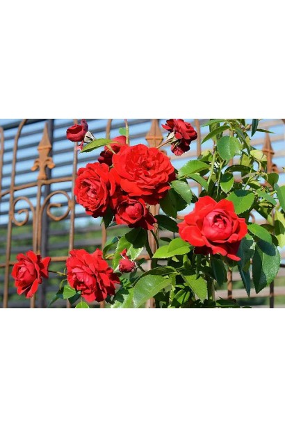 Великі червоні бутони троянди Бельканто